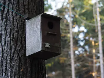 Vagevuurbos en Lippensgoed-Bulskampveld (België)